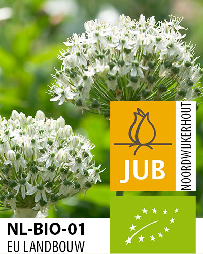 Alium BIO veľkokveté Nigrum 10/12, 50 ks